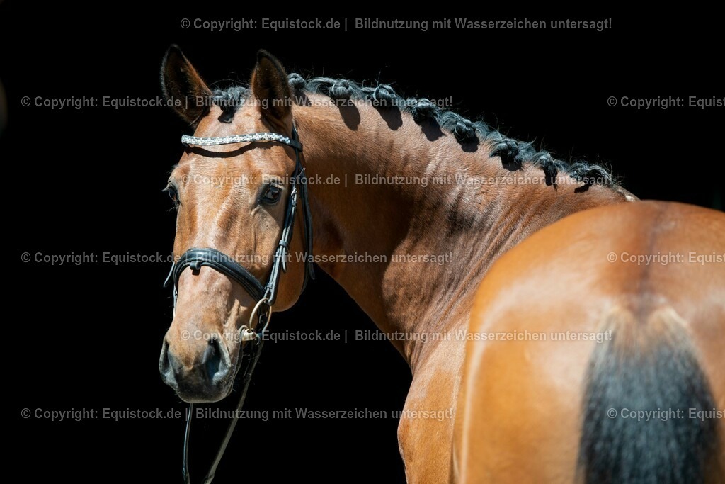 20210531_Warmblut-im-Portrait_0007 | Foto: Thomas Hartig