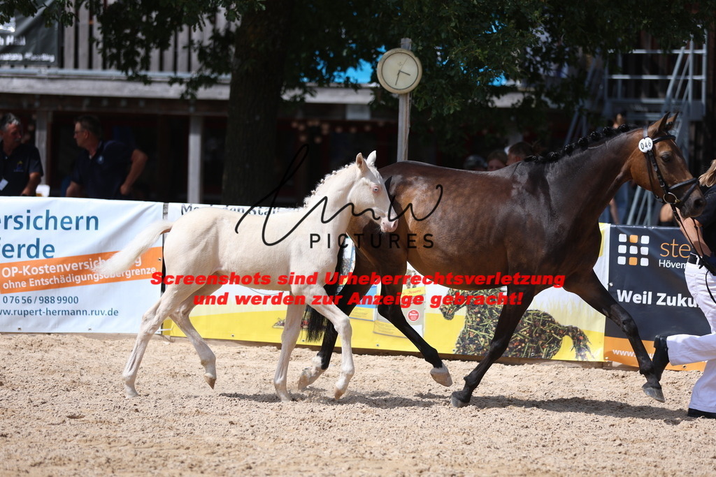 Fohlenschau_Schwäbisch_Hall_Ponys_KN 46_3 | lmwpictures - Realisiert mit Pictrs.com