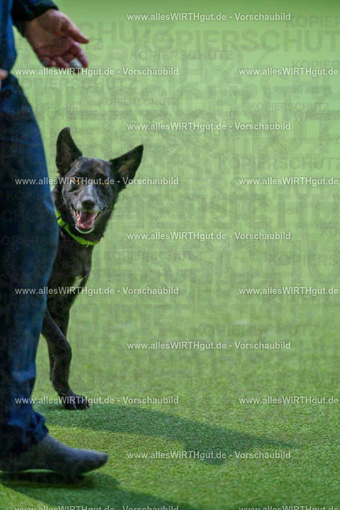 7R506002 | Professionelle Tierfotografie in Mönchengladbach von Daniel Wirth (allesWIRTHgut). Liebevolle & natürliche Bilder von Hunden & Katzen für unvergessliche Erinnerungen.