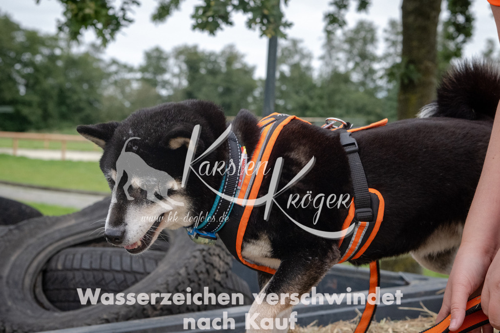 1228_ZZ90732 | kk-dogfotos