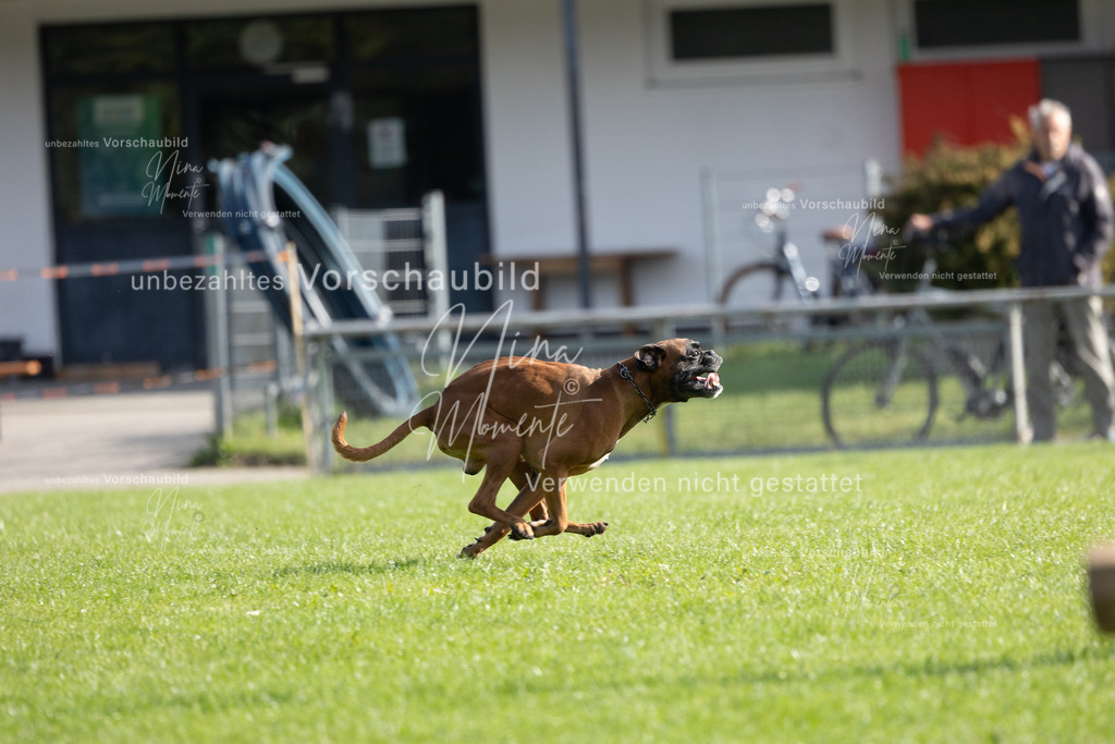_16A6594 | Einzigartige Fotos von Hunden & Menschen –Actionfotos, Portraits, Vereinsaufnahmen & Paarshootings – authentisch, lebendig & mit Herz.