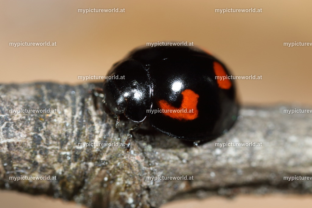 Brumus quadripustulatus-002 | Das Bilderarchiv über Tiere, Planzen und Landschaften. In der Bilddatenbank finden Sie ein große Auswahl an hochwertigen Bilder für Ihre Werbung - Realisiert mit Pictrs.com