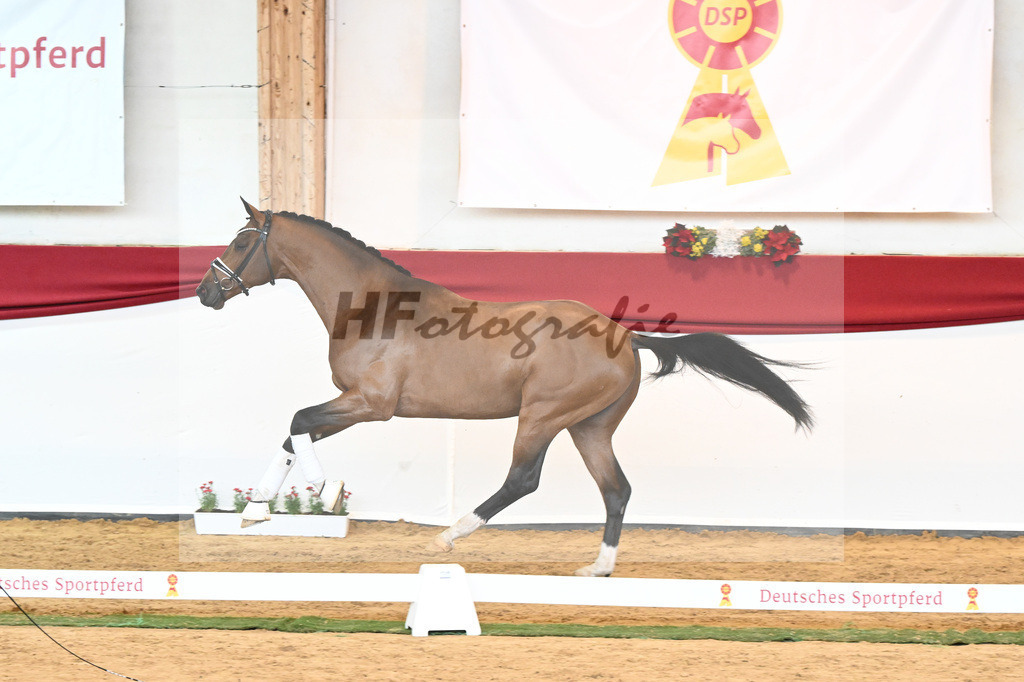 Kat-Nr. 58 Vitalis x Quaterback_Molcan_43230900 | hf-fotografie - Realisiert mit Pictrs.com