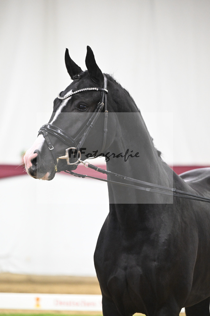 Kat-Nr. 130 Don Romance x Christ_Corinna Raedecke_47254095 | hf-fotografie - Realisiert mit Pictrs.com