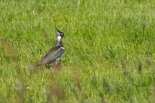 201722 | Tierfotografie, Tierkalender, Tierbilder, Insekten, Spinnen, Vögel, Schmetterling, Libellen, Leinwand, Colorkey, Qualität, Geschenkartikel, Geschenk - Realisiert mit Pictrs.com