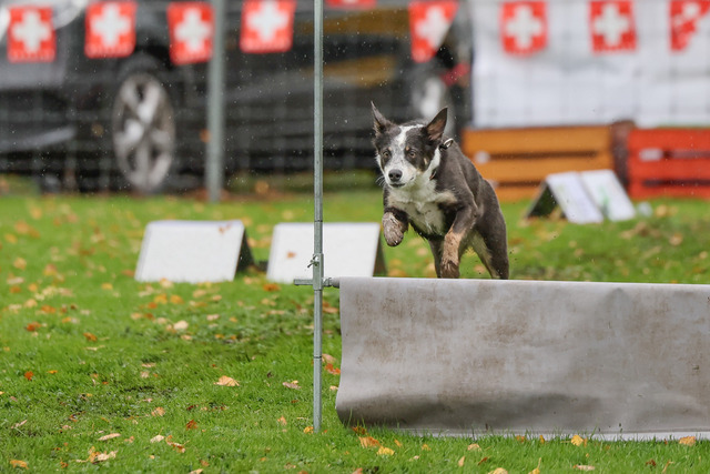 2025_Rally_Obedience_SM-245 | Ich fotografiere Hundeausstellungen, Sportanlässe, Zuchtstätten, Hundezucht, Hundeportrait, Lagotto - Realisiert mit Pictrs.com