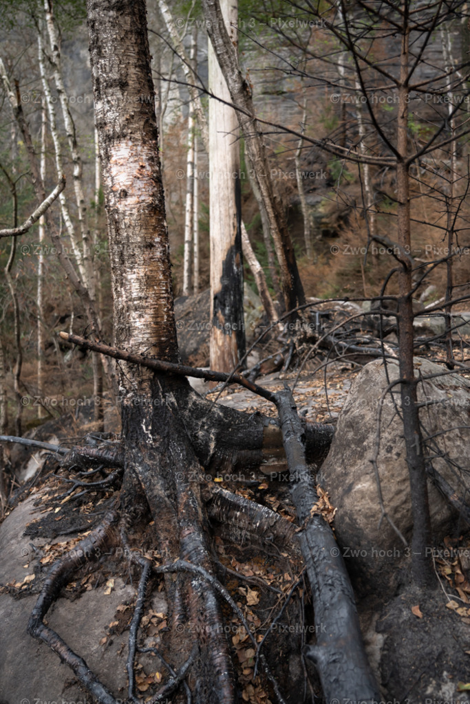 Obere_Affensteinpromenade_Siegfried_Bergfried_Birke_Baumstamm | 2022-09-02_Waldbrandgebiete_2 - Realisiert mit Pictrs.com