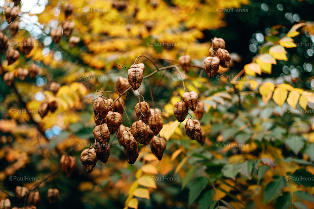 20221020_PaulHense_S0037_DSC00109 | paulhense - Realisiert mit Pictrs.com