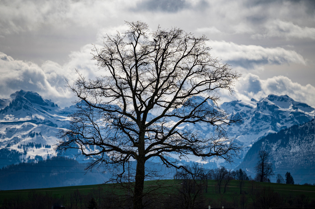 Mystische Bäume - Emmenbrücke, Schweiz | Die Mystik der Bäume unterscheidet sich je nach Jahreszeit  - Realisiert mit Pictrs.com