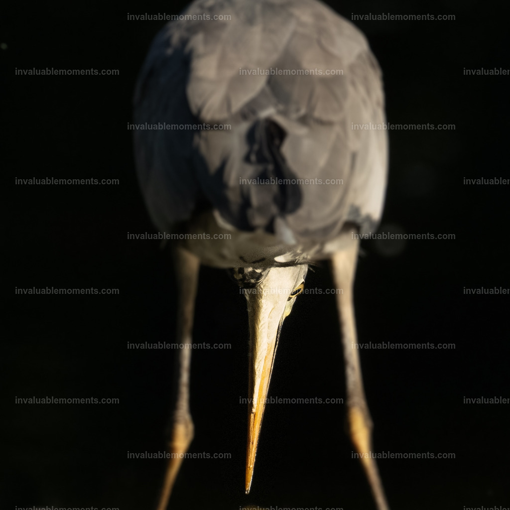 DSC_4701 | invaluablemoments.com - Realisiert mit Pictrs.com