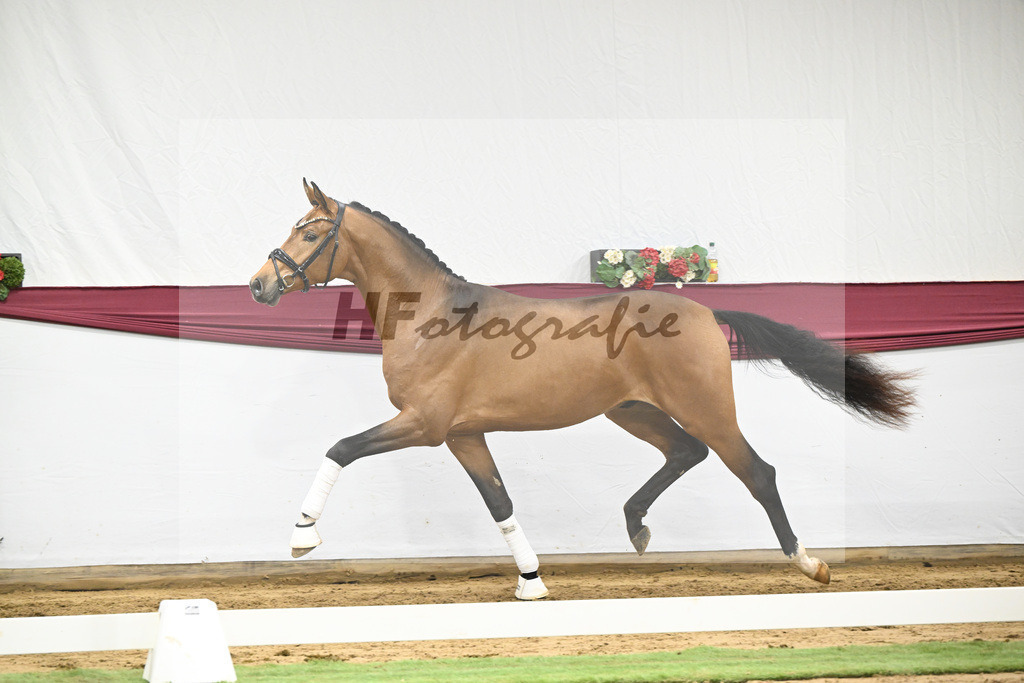 Kat-Nr. 45 Velvedere x Goldberg_Franz-Josef Kleinekoerdt_47251590 | hf-fotografie - Realisiert mit Pictrs.com