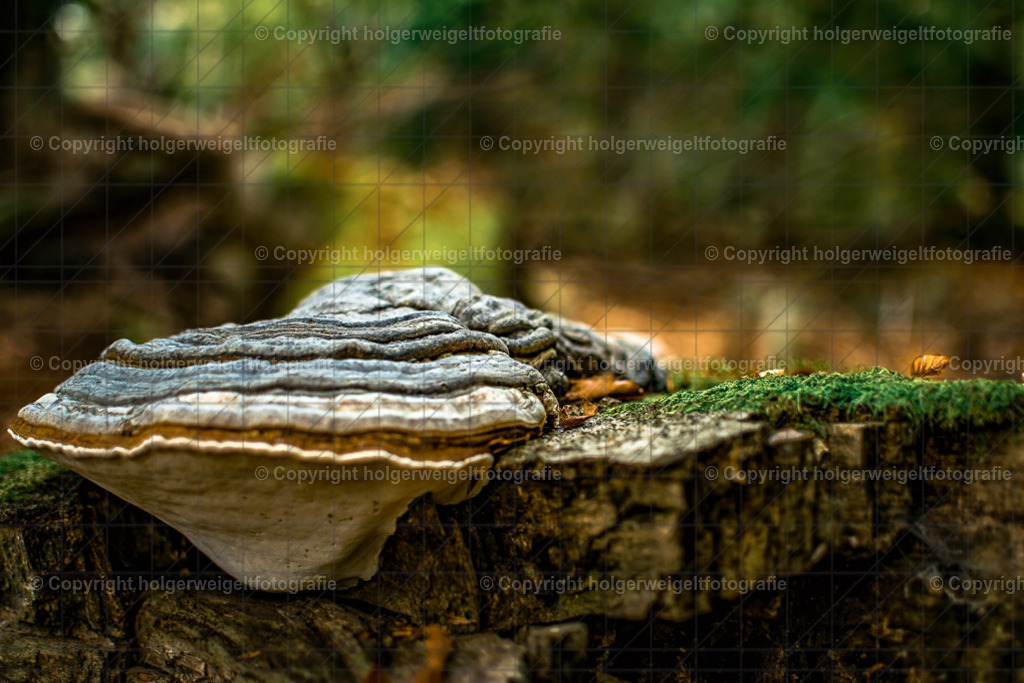 D75_6024 | Kaufen sie online außergewöhnliche Fotografien auf Leinwand Acrylglas Fotoprint Aludibond von holgerweigeltfotografie - Realisiert mit Pictrs.com