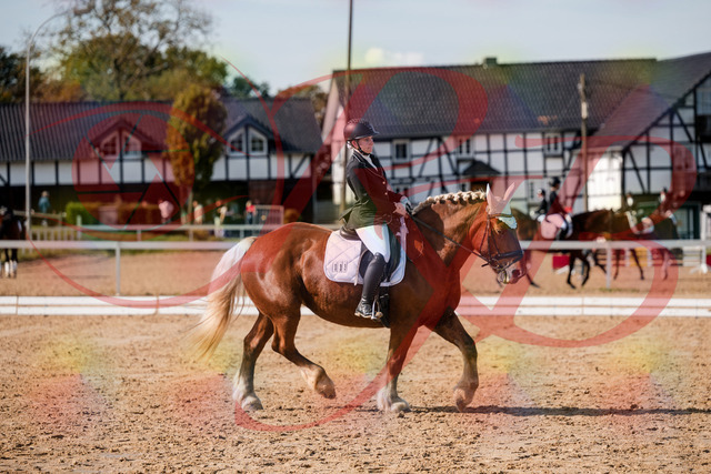 2026_10_03_Siefer-Hof_130440_Z63_67628962 | Professionelle Reitsport-, Turnier- und Eventfotografie von Robert Broda. Galerien mit ausgewählten und bearbeiteten Bildern direkt online ansehen und bestellen.