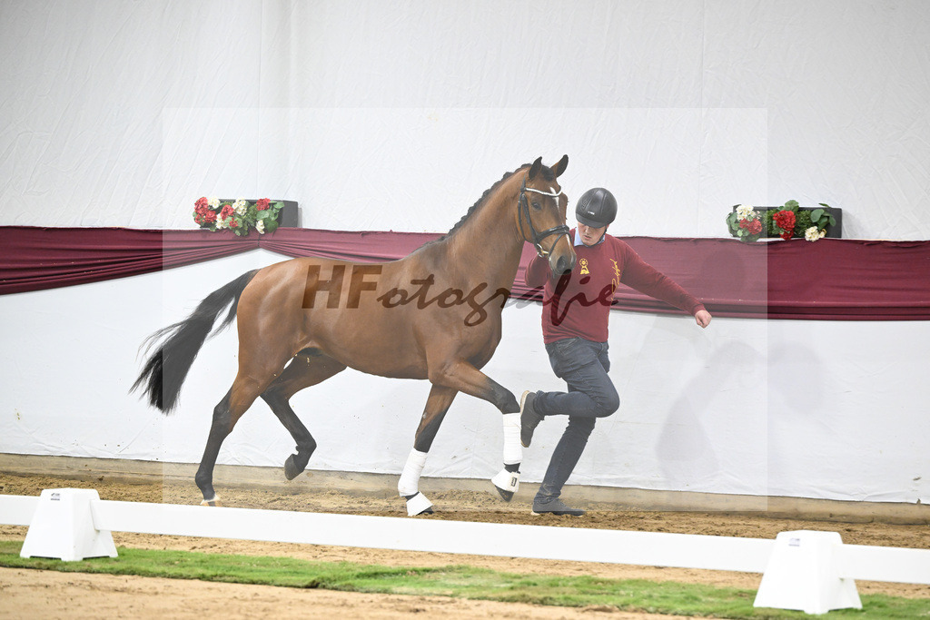 Kat-Nr. 44 Va Bene x Monte Bellino_Alfred Kohn_47251529 | hf-fotografie - Realisiert mit Pictrs.com