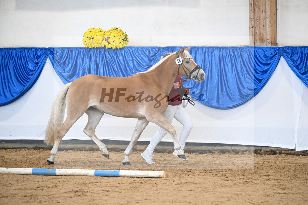 Bl. Band Kat-Nr. 13 Miss Nearly Perfect B v. Naiv-Sohn_Bonitz_48251485 | hf-fotografie - Realisiert mit Pictrs.com