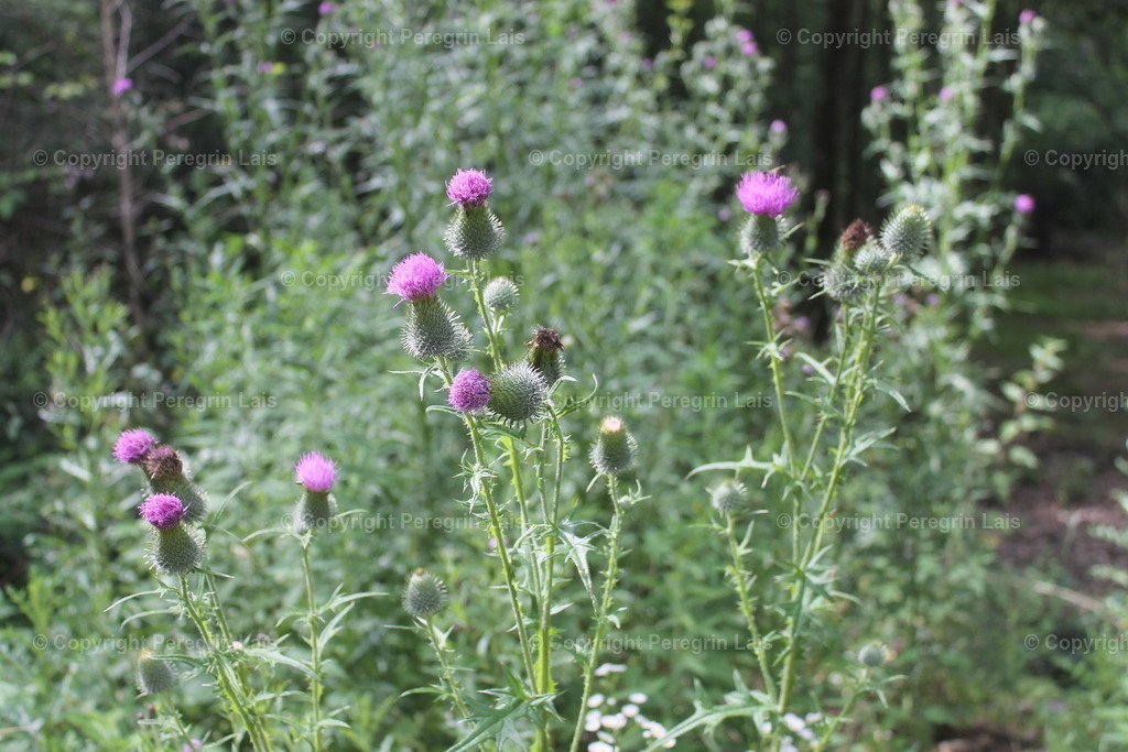 IMG_2744_1 | Fotografiert von Peregrin Lais. Bilder anschauen, 
Formate auswählen und bestellen. - Realisiert mit Pictrs.com