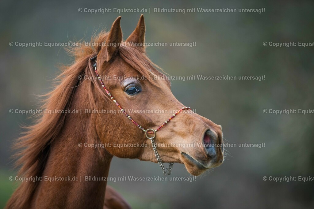 20160228_Araber_Wallach_0005 | equistock