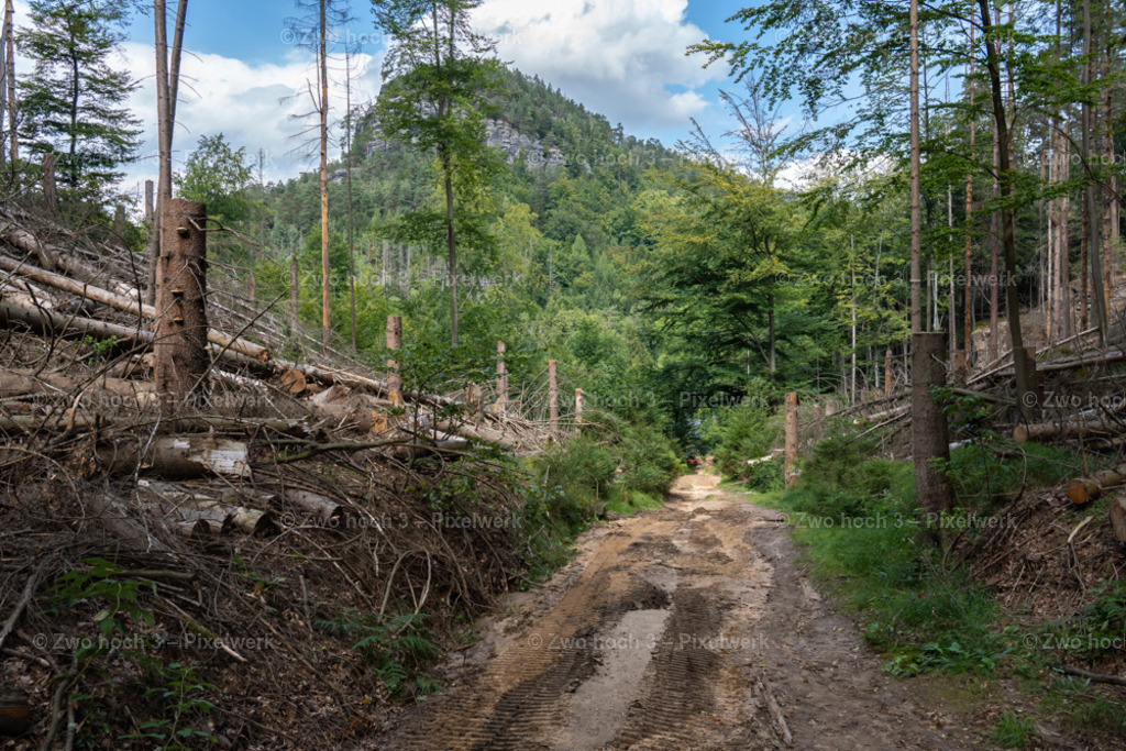 Rosssteig_Altes_Zeughaus_Grosser_Teichstein_Waldweg_Baumstumpf | 2022-08-30_Waldbrandgebiete_1 - Realisiert mit Pictrs.com