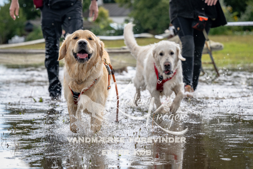 1339_ZZ90515 | kk-dogfotos