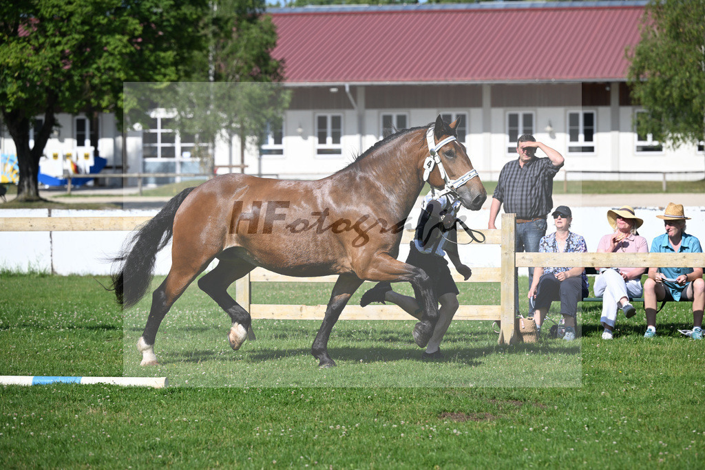 Kat-Nr. 4 Primel v. Rubino I_Gschmeissner_18250057 | hf-fotografie - Realizzato con Pictrs.com