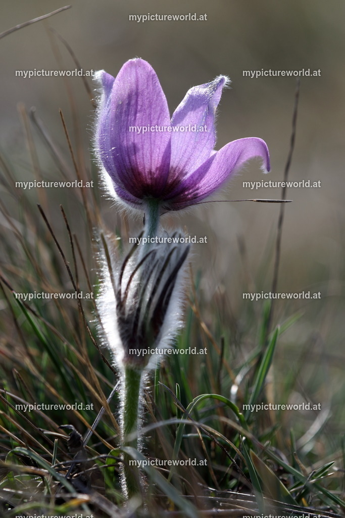 Große Küchenschelle-050 | Das Bilderarchiv über Tiere, Planzen und Landschaften. In der Bilddatenbank finden Sie ein große Auswahl an hochwertigen Bilder für Ihre Werbung - Realisiert mit Pictrs.com