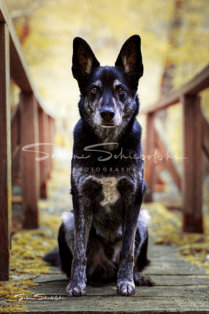 Henri_DSCF1036 | People- und Tierfotografie, Imageaufnahmen, Veranstaltungsfotografie und Wandbilder aus der Natur ★ Made in Germany ✔️ Druck + Downloads ✔️ Naturfotografie in Top Qualität ★ schneller Versand, weltweite Lieferung! - Realisiert mit Pictrs.com