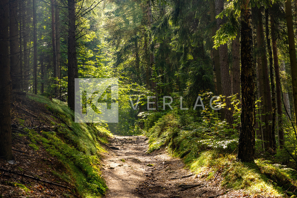 Wandbild-Tharandter-Wald-0U3A8194 | Sonnenstrahlen auf einem der vielen Wanderwege im Tharandter Wald - Realisiert mit Pictrs.com