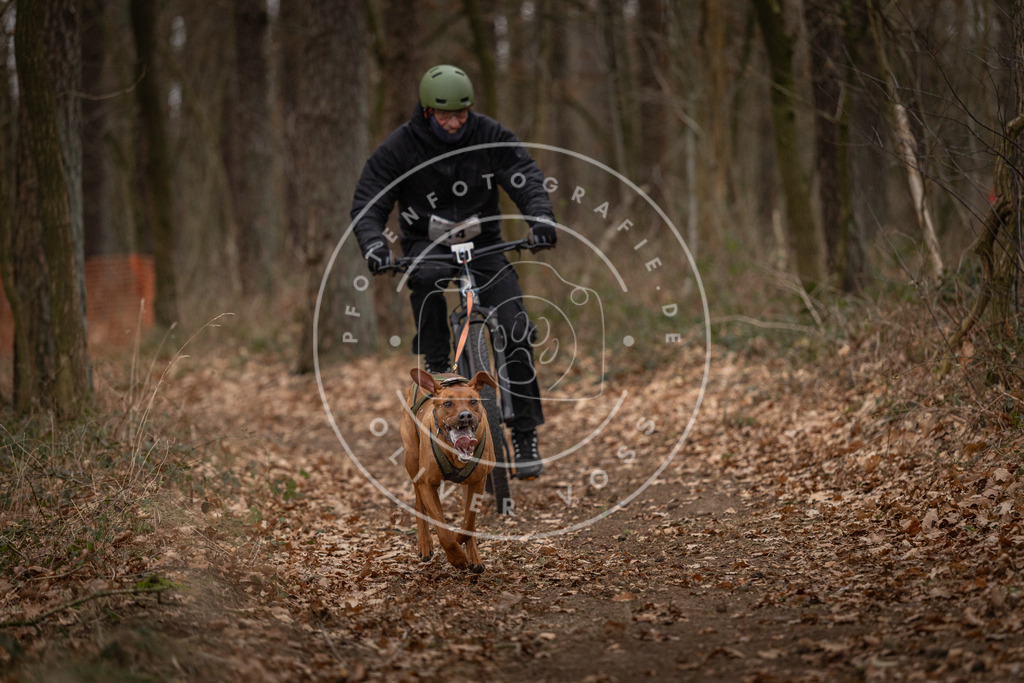 Pfotenfotografie_DV3A7042 | Hundefotografie, Tierfotograf, Pfotenfotografie, Fotoshooting Hund, Hunde Portrait, Hundesport, Hundeportraits, Heideshooting, Hunde, Sportfotograf, Hundefotograf, Turnierhundsport, THS,  - Realisiert mit Pictrs.com