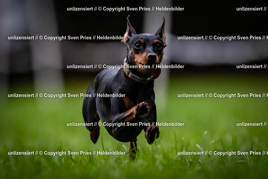 Sven Pries | 2024-10-19 - Hunderennen Ober-Grombach - Realisiert mit Pictrs.com