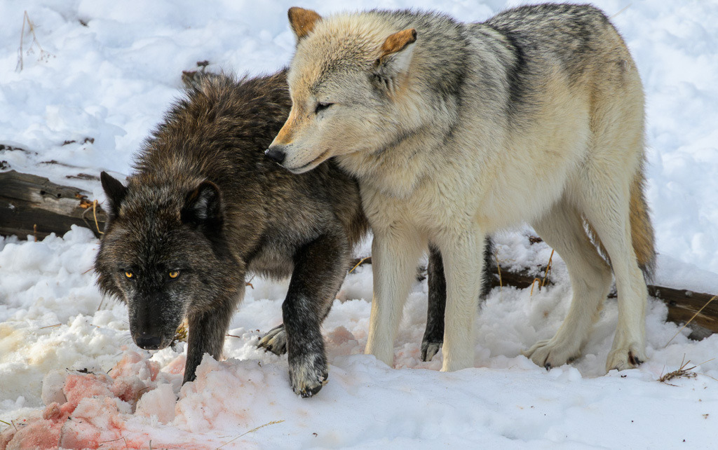 2024-320 | Dramatische Begegnung: Bison und Wölfe am Firehole River. - Realisiert mit Pictrs.com