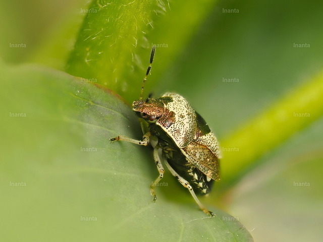 Schillerwanze (Eysarcoris venustissimus) | Inanta - Realisiert mit Pictrs.com