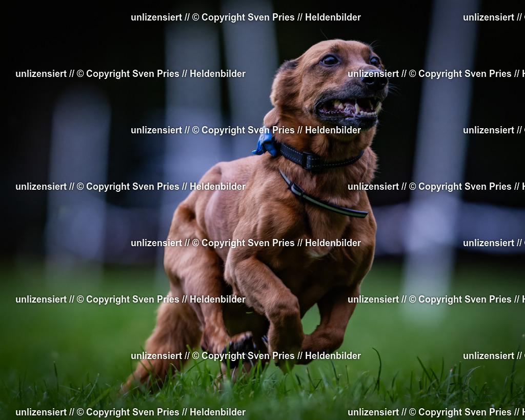 Sven Pries | 2024-10-19 - Hunderennen Ober-Grombach - Realisiert mit Pictrs.com