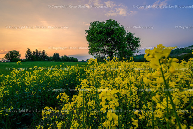 NZ6_8112 | Hochzeiten, Familien, Paare, Portraits, Kinder, Shooting, Bad-Neuenahr, Ahrweiler, Bonn, Meckenheim, Fotograf, Grafschaft - Realisiert mit Pictrs.com