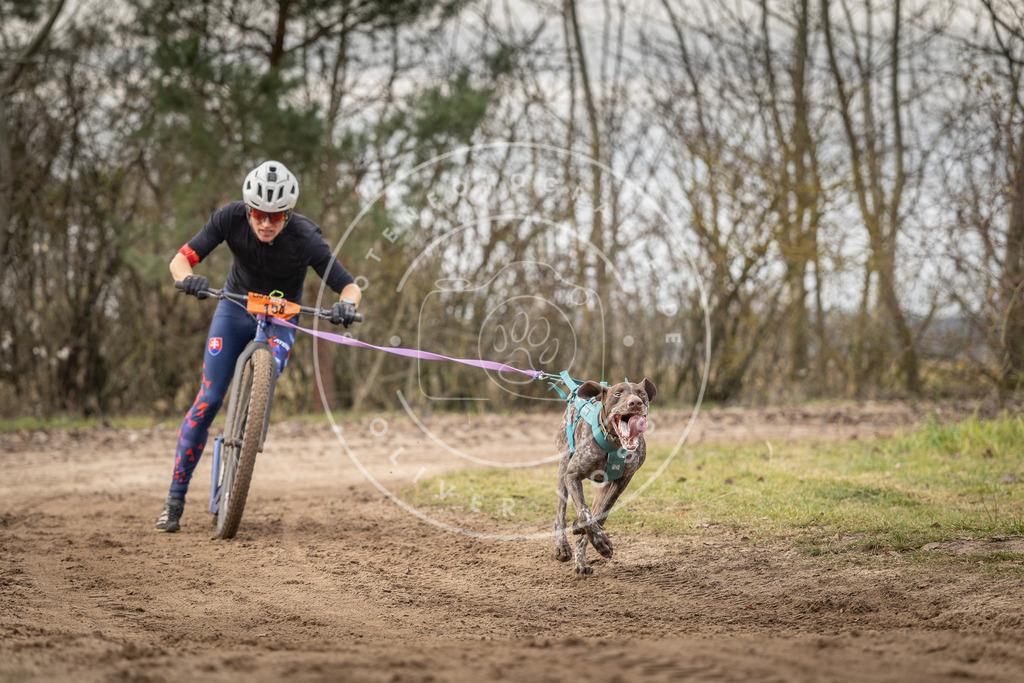 Pfotenfotografie_DV3A9257 | Hundefotografie, Tierfotograf, Pfotenfotografie, Fotoshooting Hund, Hunde Portrait, Hundesport, Hundeportraits, Heideshooting, Hunde, Sportfotograf, Hundefotograf, Turnierhundsport, THS,  - Realisiert mit Pictrs.com