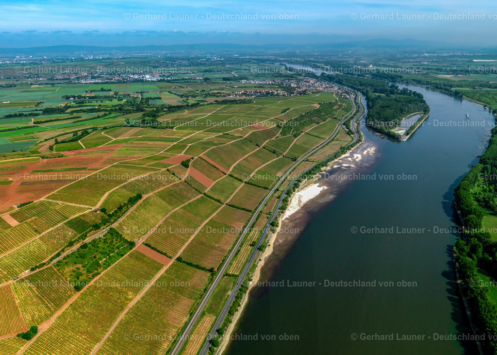 3134039-Weinberge-Rhein-Nackenheim | Weinberge und Rhein bei Nackenheim