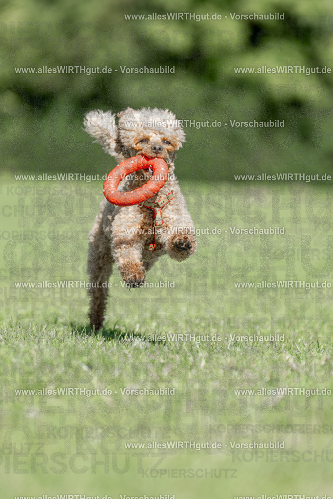 Hundeschwimmen_Volksbad_2026-allesWIRTHgut_Tierfotografie-2609061109-101911-7R509442 | Professionelle Tierfotografie in Mönchengladbach von Daniel Wirth (allesWIRTHgut). Liebevolle & natürliche Bilder von Hunden & Katzen für unvergessliche Erinnerungen.