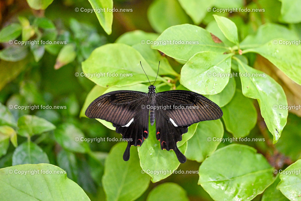 Botanischer Garten Linz_ Schmetterlinge_ Orchideen_ 21.01.2024-26 | 21.01.2024, Botanischer Garten Linz, AUT, Schmetterlinge, im Bild tropische Schmetterlinge, Schmetterling, Falter, Natur, Tiere, Blumen, Pflanzen, Insekten, Butterfly, Tropenhaus