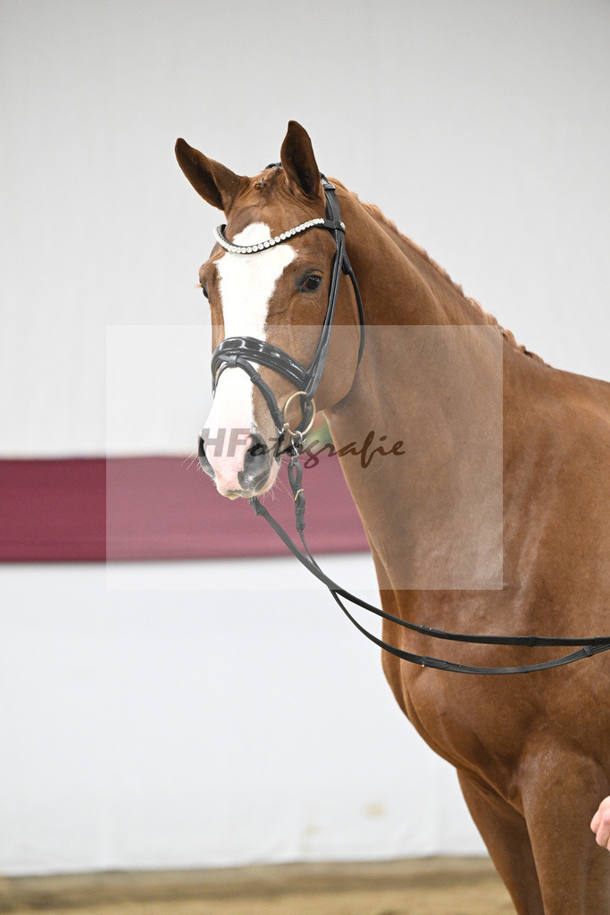 Kat-Nr. 118 Damaschino I x Mochito_Josef Zunterer_47253830 | hf-fotografie - Realisiert mit Pictrs.com