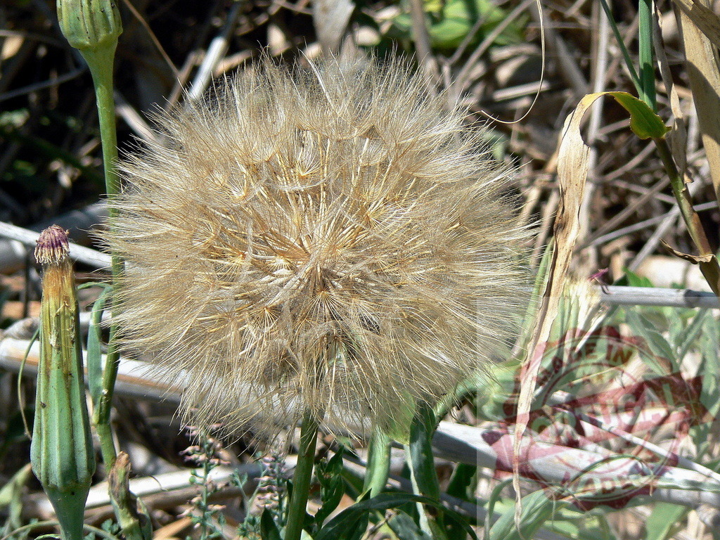 Large dandelion clock growing wild among dry vegetation | Close-up of a mature dandelion clock with seeds ready to disperse, surrounded by dry vegetation and other growth stages of the plant - Realisiert mit Pictrs.com