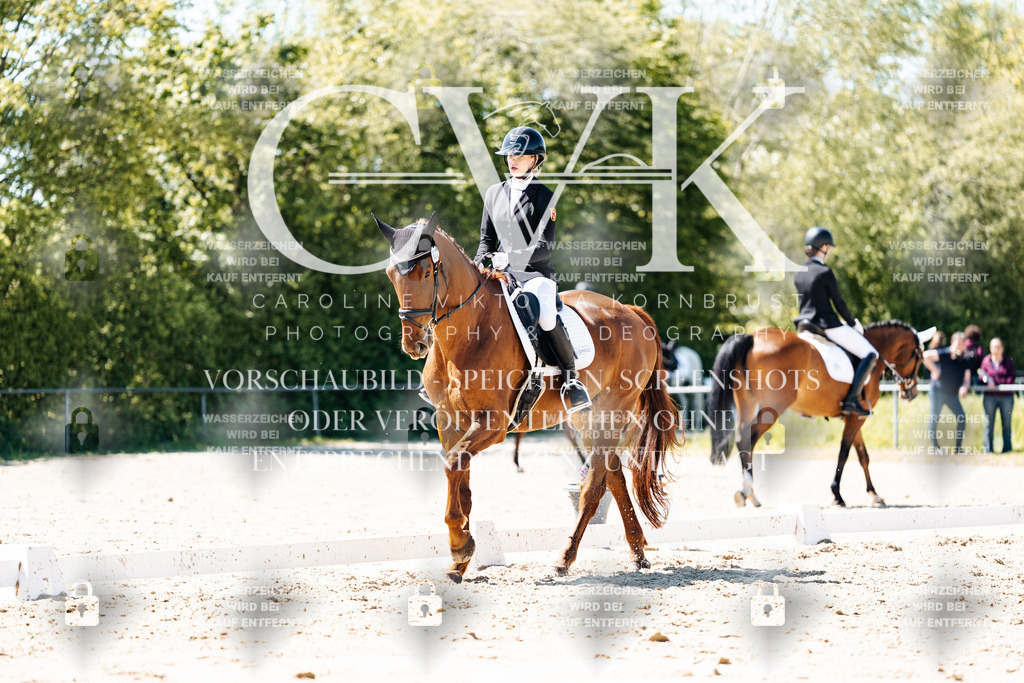 CK905811 | Turnierfotografie Pferdefotografie Trier Rheinland-Pfalz Pferdesport Reitsport Tierfotografie Sportfotografie Pferdevideo Pferdevideografie Equestrianvideography equestrianphotography  - Realisiert mit Pictrs.com