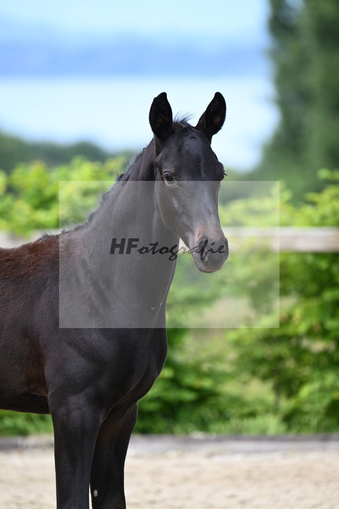 Agamamdon XX x Conthargos_HF_Lehmann_19240088 | hf-fotografie - Realisiert mit Pictrs.com