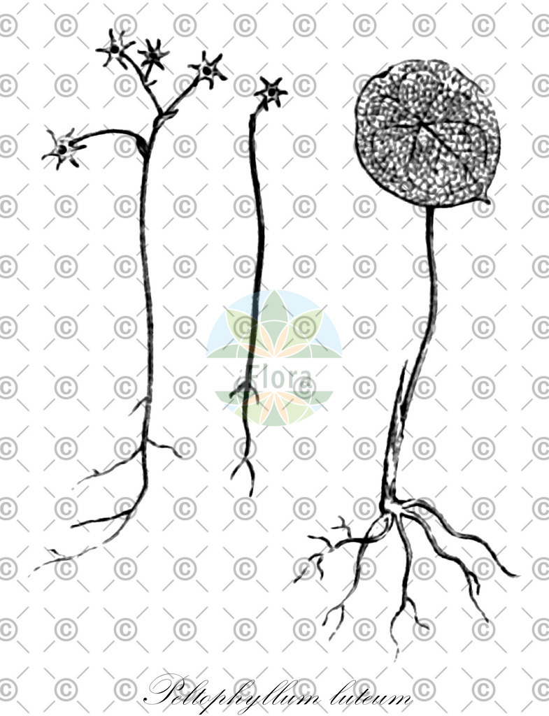 HistAbb_wfo-0000470304_1_ENZY_Simple | Historische Abbildung von Peltophyllum luteum - Triuridaceae | Historical Illustration of Peltophyllum luteum - Triuridaceae