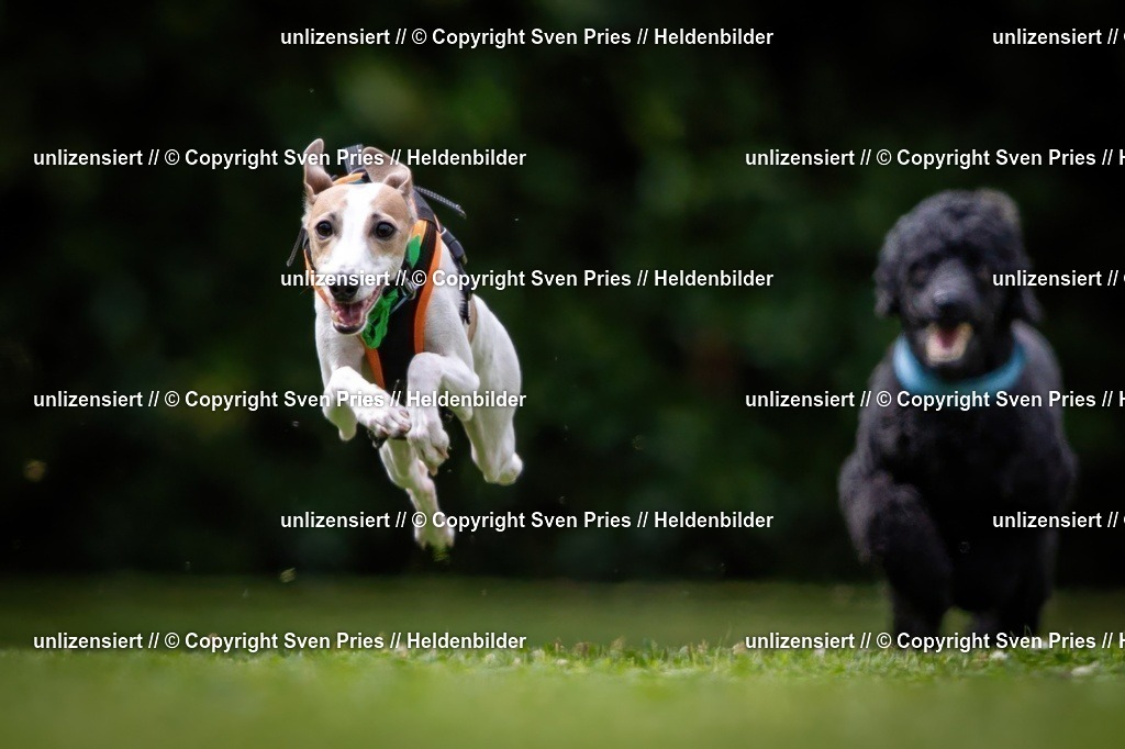 Sven Pries | 19. Allgemeines Hunderennen Karlsruhe Durlach - Realisiert mit Pictrs.com