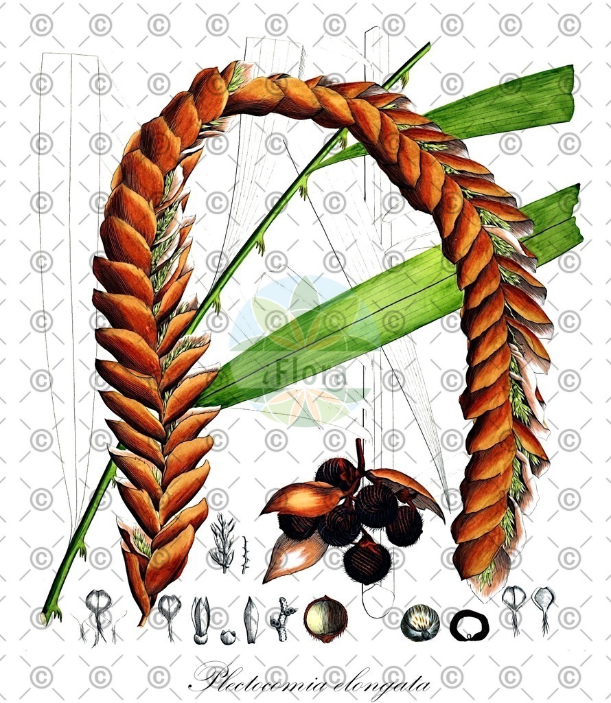 HistAbb_63NSW_1_ENZY_Simple | Historische Abbildung von Plectocomia elongata - Arecaceae | Historical Illustration of Plectocomia elongata - Arecaceae