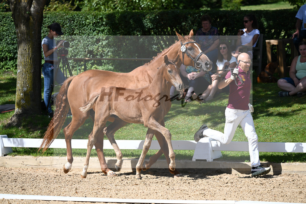 Kat-Nr. 18 HF DSP Va Bene x Florencio I_Lechl__27230280 | hf-fotografie - Realisiert mit Pictrs.com