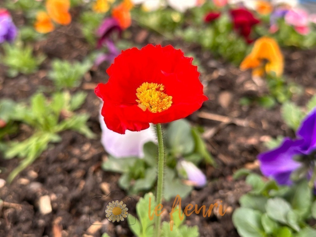 Islandmohn / Neuchâtel NE | Dies ist der Shop von Florian Blum - le fleuri. Langenthal, Bern, SchweizSie können hier meine oder ihre eigenen Fotos als Fotoprodukte kaufen. Tassen, Schlüsselanhänger, Taschen etc. können Sie hier gestalten.  - Realisiert mit Pictrs.com