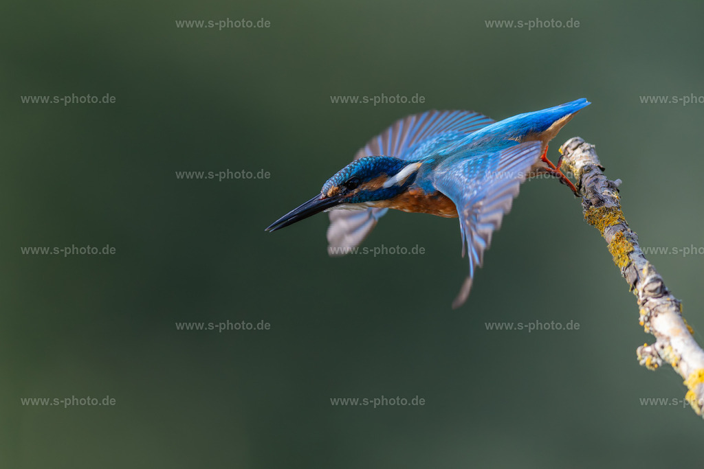 Eisvogel | Schnell weg, der macht schon wieder Fotos von mir...  - Realisiert mit Pictrs.com