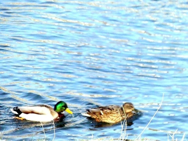 Entenpaar auf (dem) See_VSB | Verkauf von Fotos und  Videoclips zumThema Natur.Motive sind Pflanzen, Tiere, Landschaftenund Wetter - Realisiert mit Pictrs.com