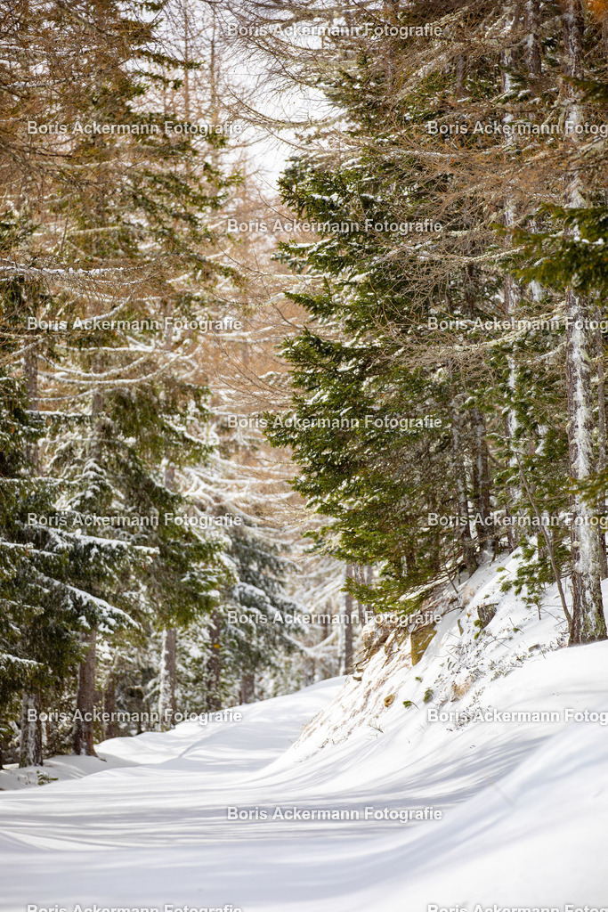 Winterwald | wenn der Schnee unter den Füssen bei jedem Schritt knirscht, und man am Morgen in den unberührten Wald läuft...  dann ist es der Winterwald in Saas-Fee