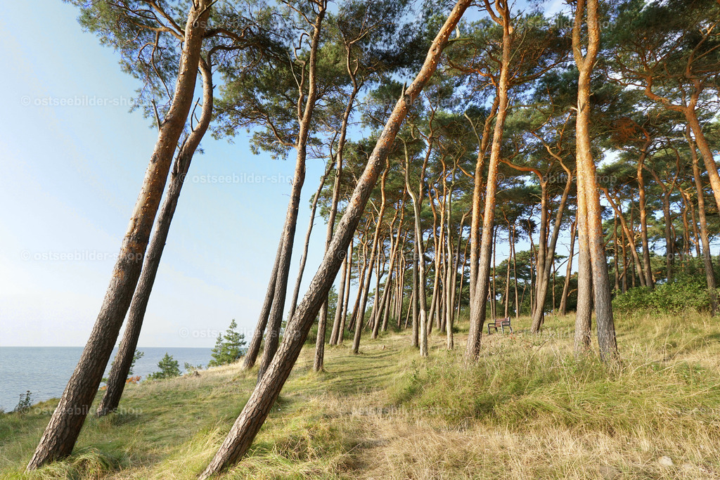Lichtung mit Kiefern | Auf einer Lichtung am Ostseeufer wachsen einige Kiefern teils in Schräglage. Im Hintergrund fällt der Blick auf die Wismarer Bucht.